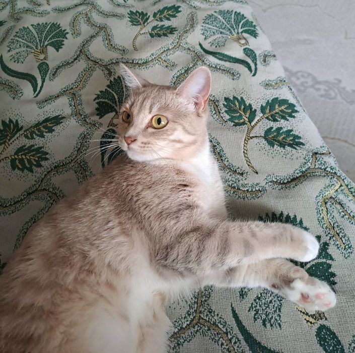 Кошка в добрые руки даром