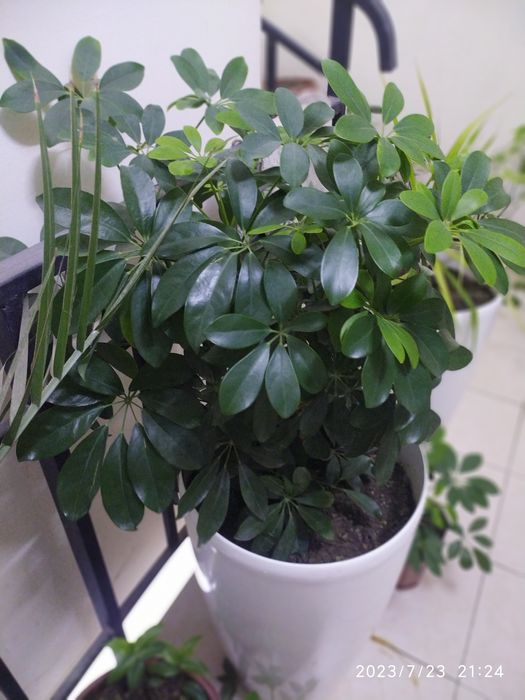 Комнатные цветы продается