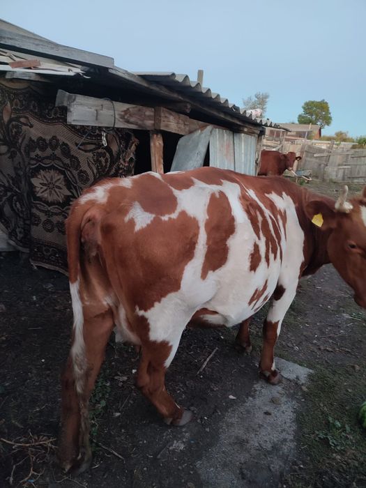 Продам коров дойные