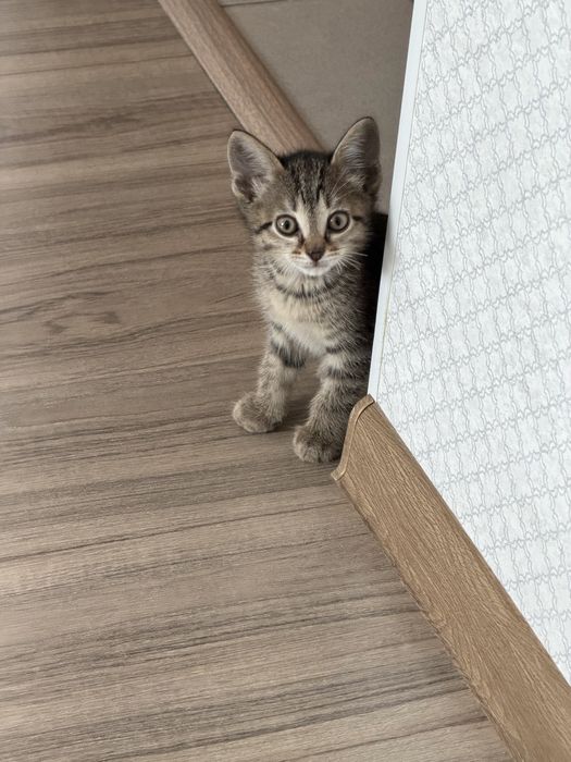 котенок ищет дом