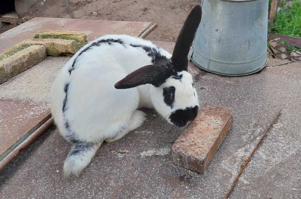 Мъжки заек пеперуда