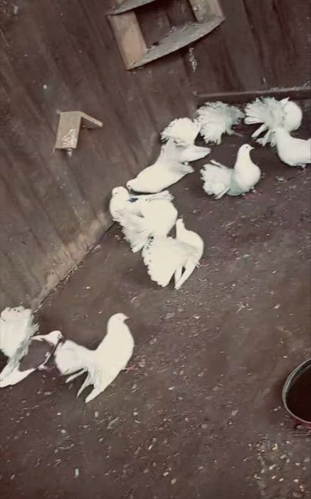 Vând porumbei înfoiați sau schimb cu iepuri