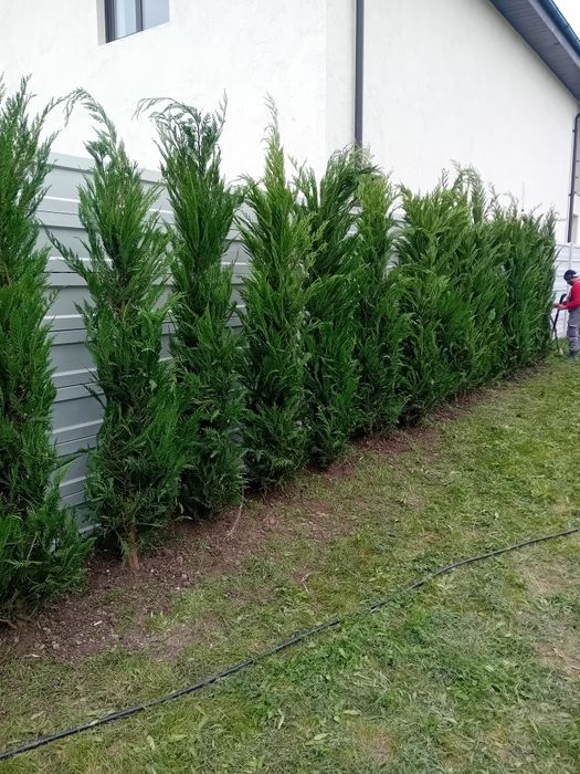 Chiparos leylandi pentru crearea unui gard viu veșnic verde