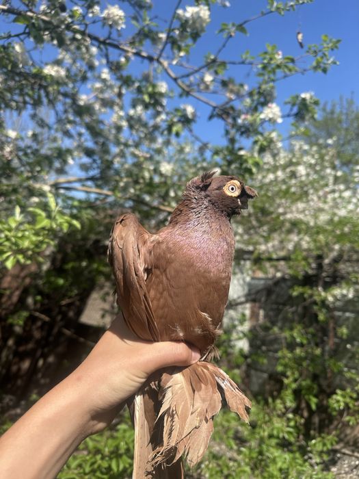 Голубь красивый