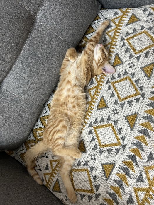 Отдам кота с вещами