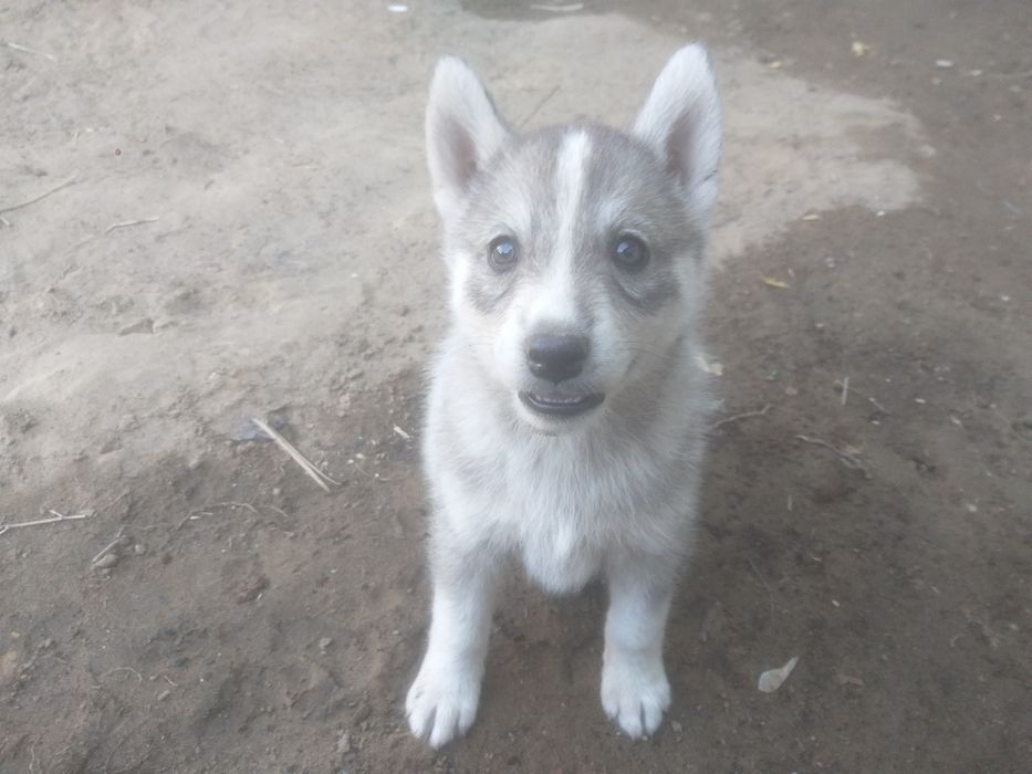 Продаётся собаки