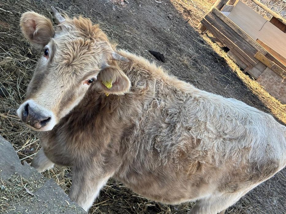 Коровы телята 1,8