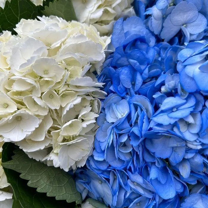 Гортензия в ассортименте