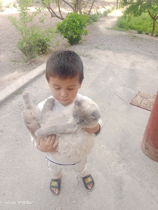 Uy mushugi zotli aqilli
