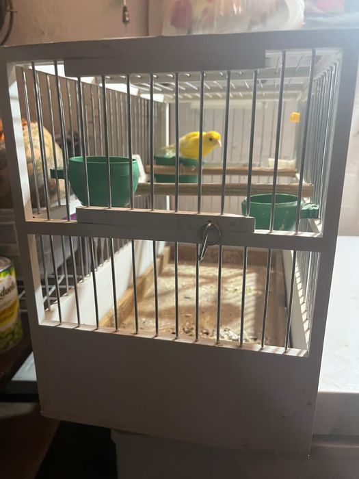 Продам кенера поющий