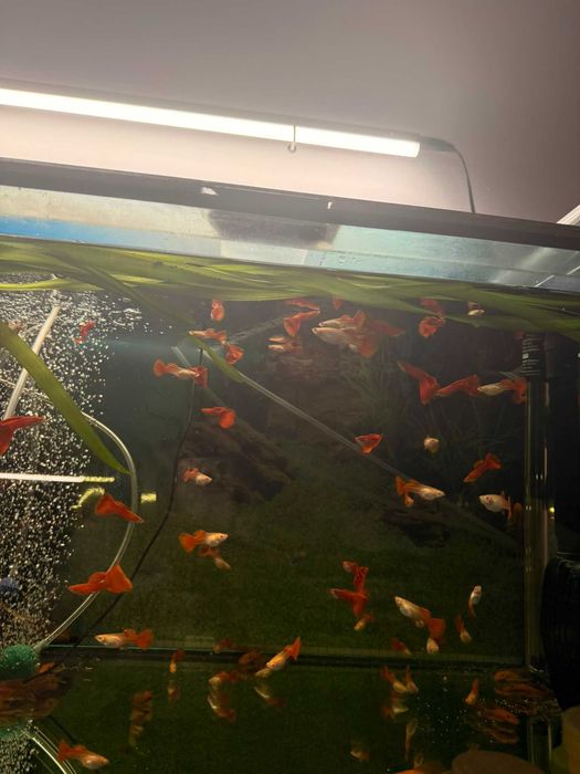 Guppy Albino Full Red 25 ron buc (sau mai ieftin angro)