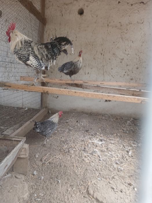 Брекель серебро тауық