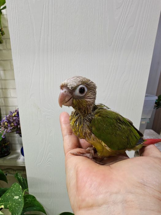 Продаётся птенец Ананасовой Пирруры