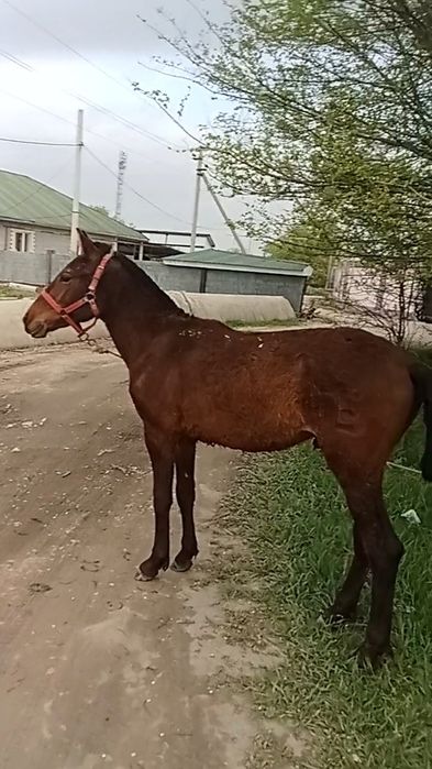 Тай сатылады 10 ай
