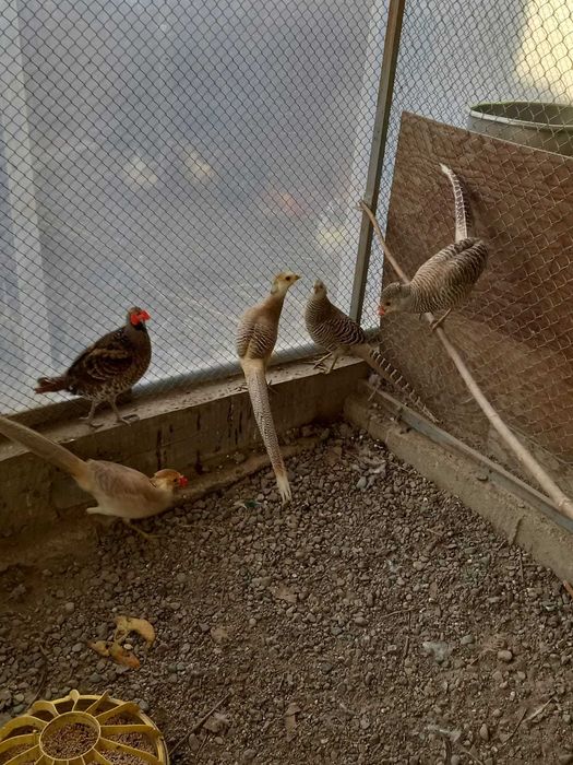 Фазаны порода Элиота