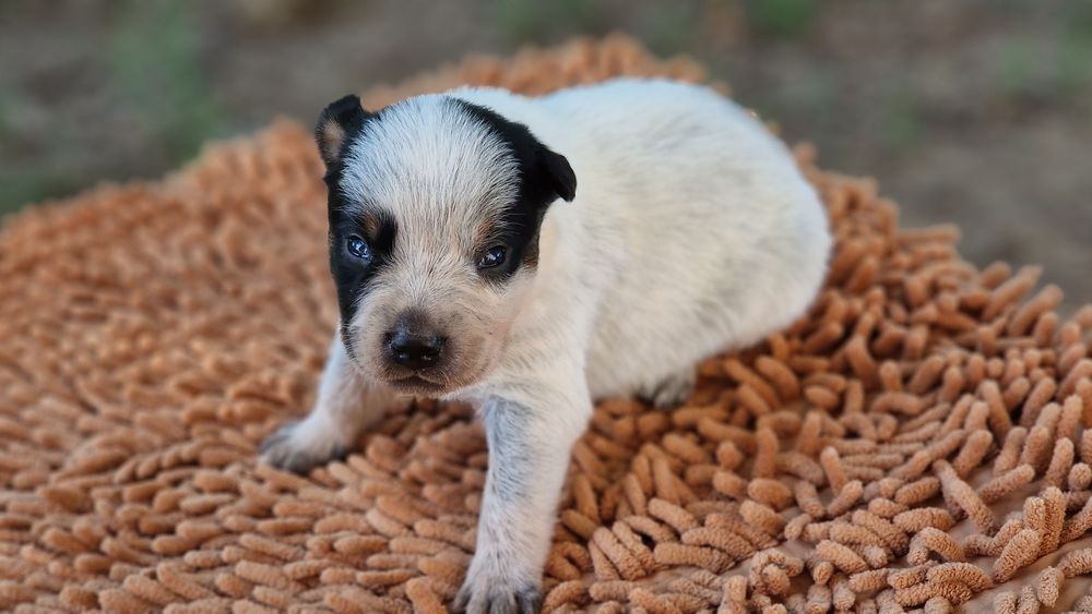 Australian Cattle Dog mascul