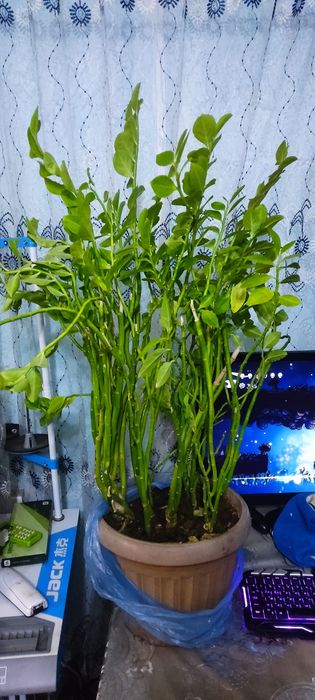 Продам большие комнатные цветы