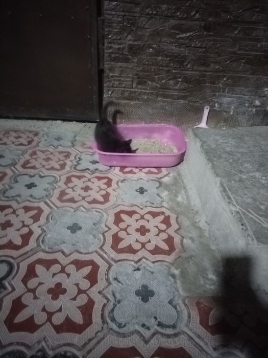 Mushukchalar bepul beriladi