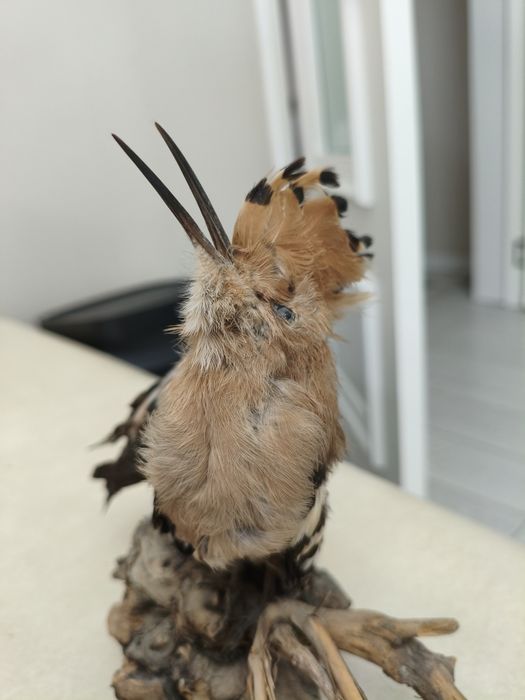 Продам Сувенир для дома, отличном состоянии