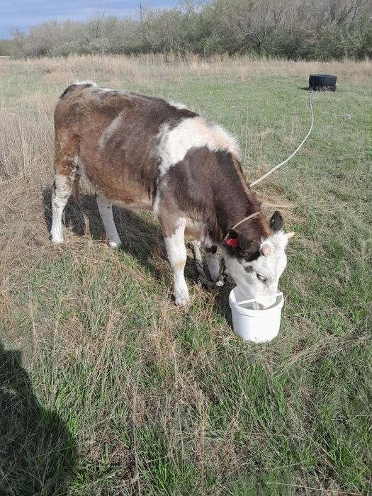 Продам телочку 1.2