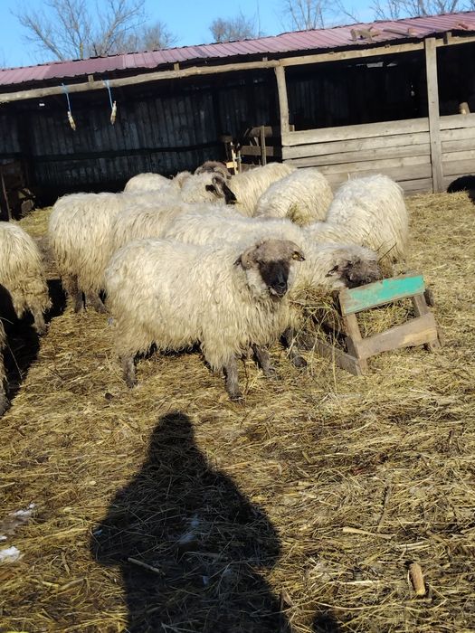 Oi de vinzare toate tinere depuse toate de fătare