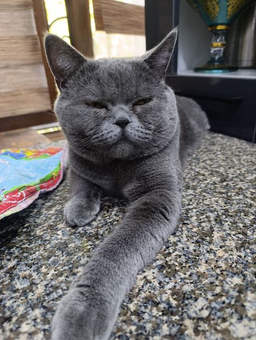 Скоттиш фолд 2.5 ойли