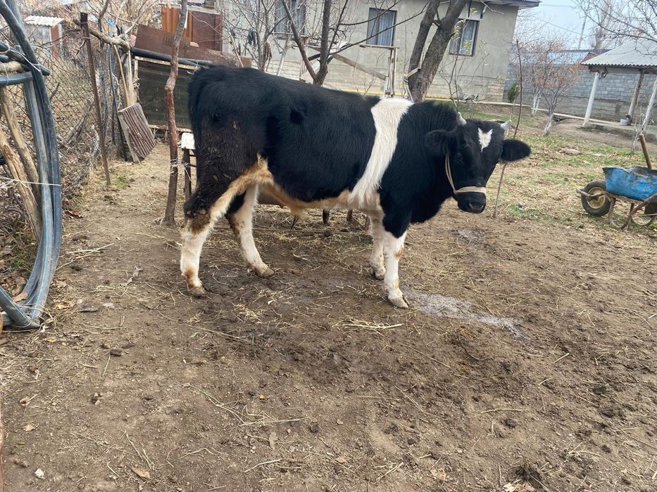 Тез арада сатылады