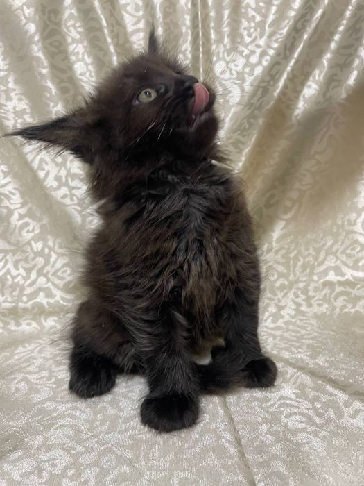 Продаются котята Мейн кун