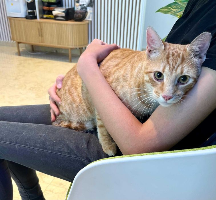 Portobello, motanel portocaliu castrat pentru adoptie