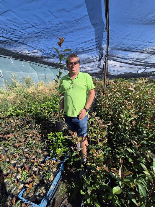 Фотиния ред рубин red rubin