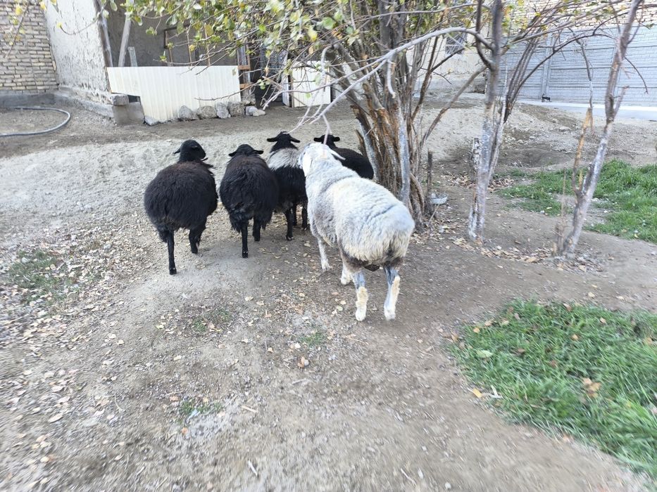 Бара казоки сотилади