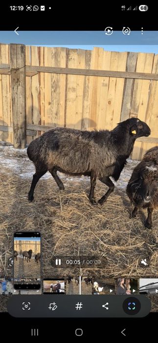 Кошкар гиссар сатылад