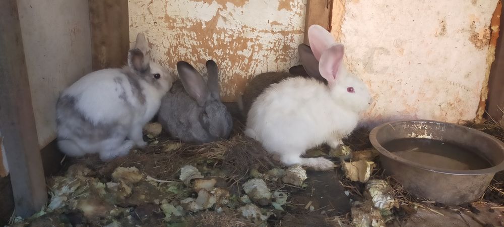 Продам кроликов мощные