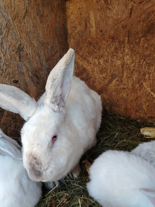 Vand pui de iepure de 1 luna