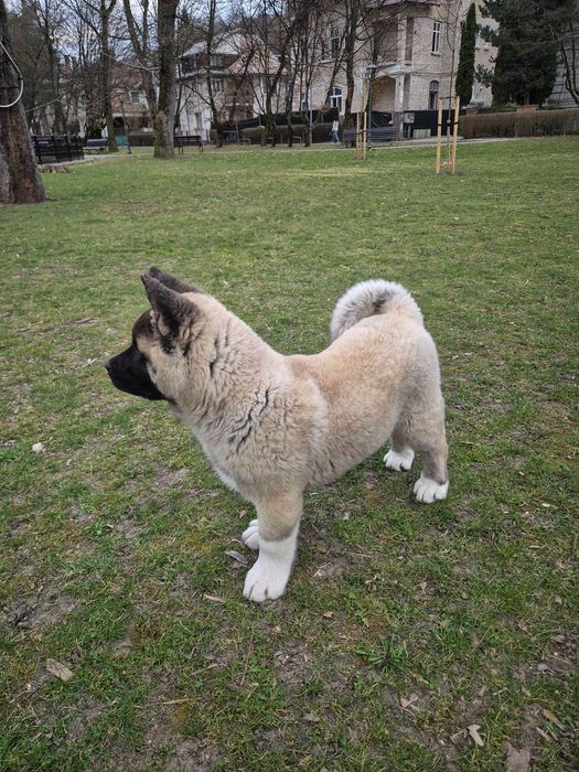 Akita American de trei luni jumate