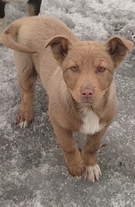 Девчонки щеночки