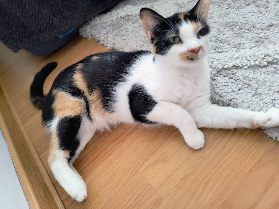 Donez pisică Calico