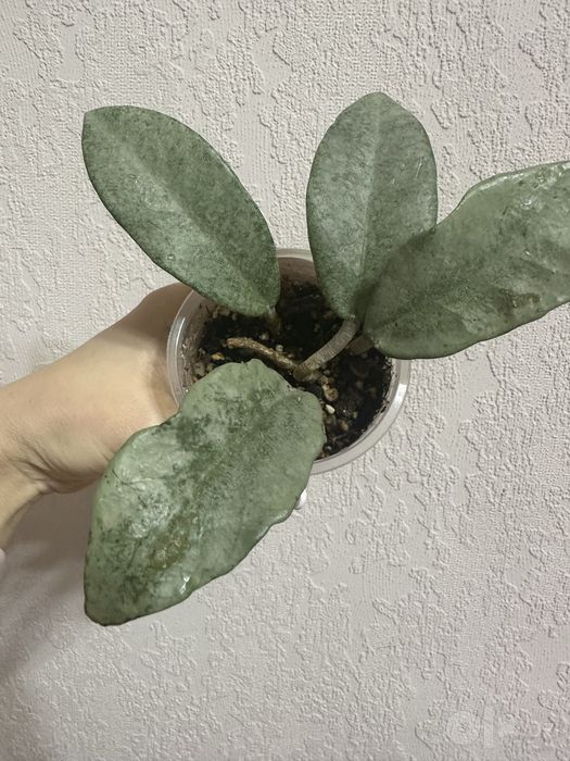 Хойя карноза Nova ghost