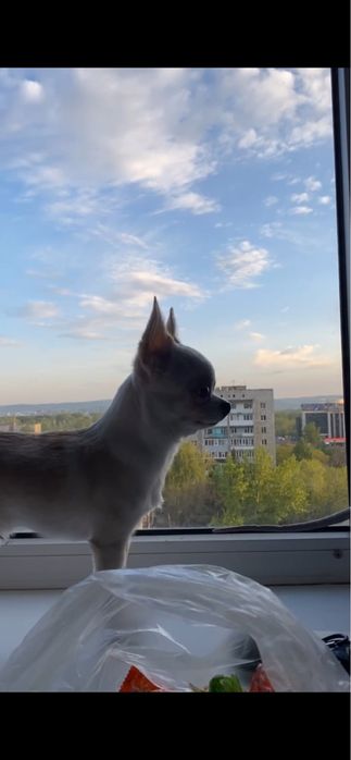 Ищем невесту для Чихуахуа