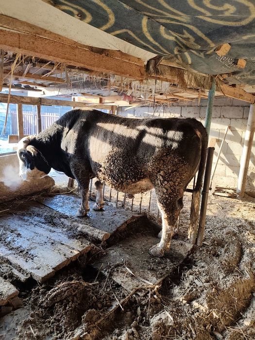 Продам Быка большого