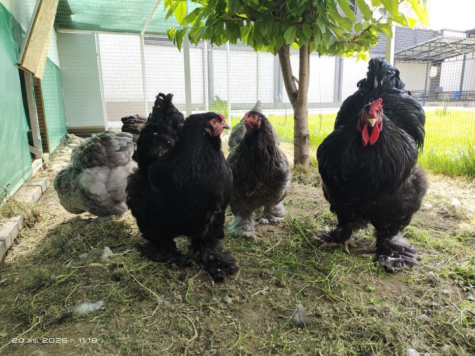 Яйца Брама тухум для инкубации