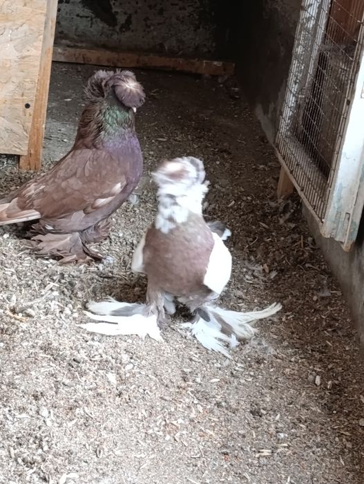 Продается самец Бухарский барабанщик цвета чинны