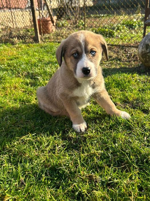 Donez catei - adoptie catei