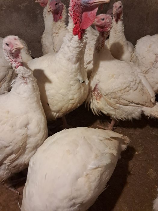 Curcani rasa de carne