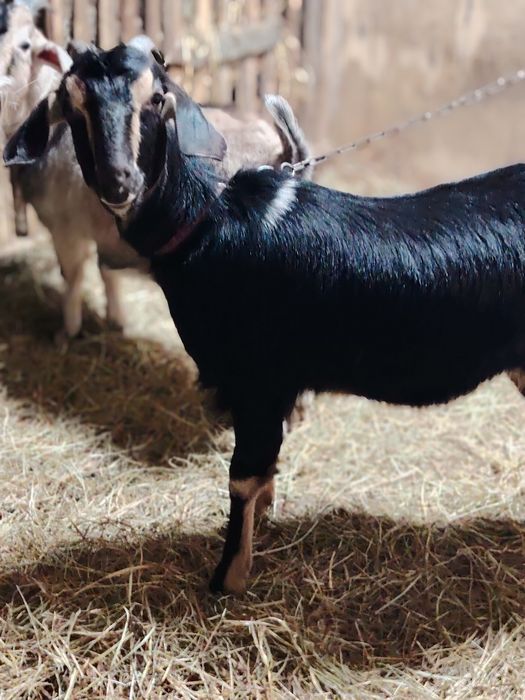 Козочка молочной породы