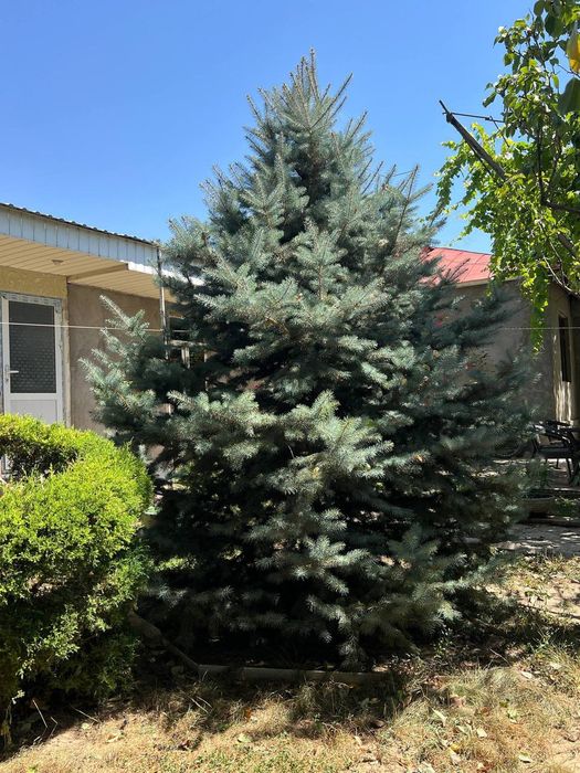 Archa. Archa goluboy yel