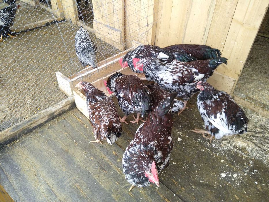 Vând cocoși, austrolorp, wyandotte roșu negru, argintiu, Sussex