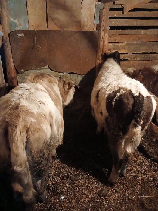 Продам,2 телки и бычок