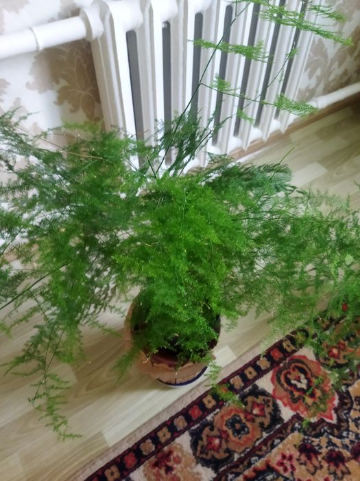 Комнатные цветы продам