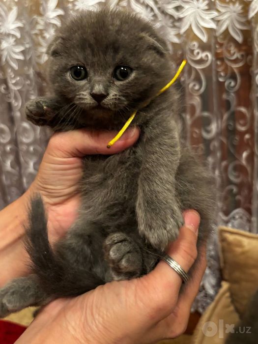 Продам семерых котят